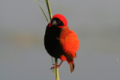 Red bishop