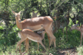 Suckling impala
