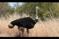 Male ostrich