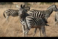 zebra foal