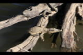 sleeping baby croc