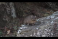 Rock hyrax