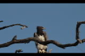 Martial eagle