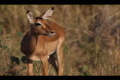 Female impala