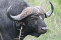 Buffalo