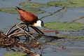 Jacana