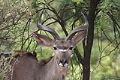 Another kudu