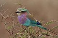 Lilac breasted roller