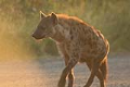 Spotted Hyena