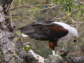 African Fish Eagle courtesy of Nikki
