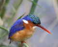 Malachite Kingfisher courtesy of Nikki